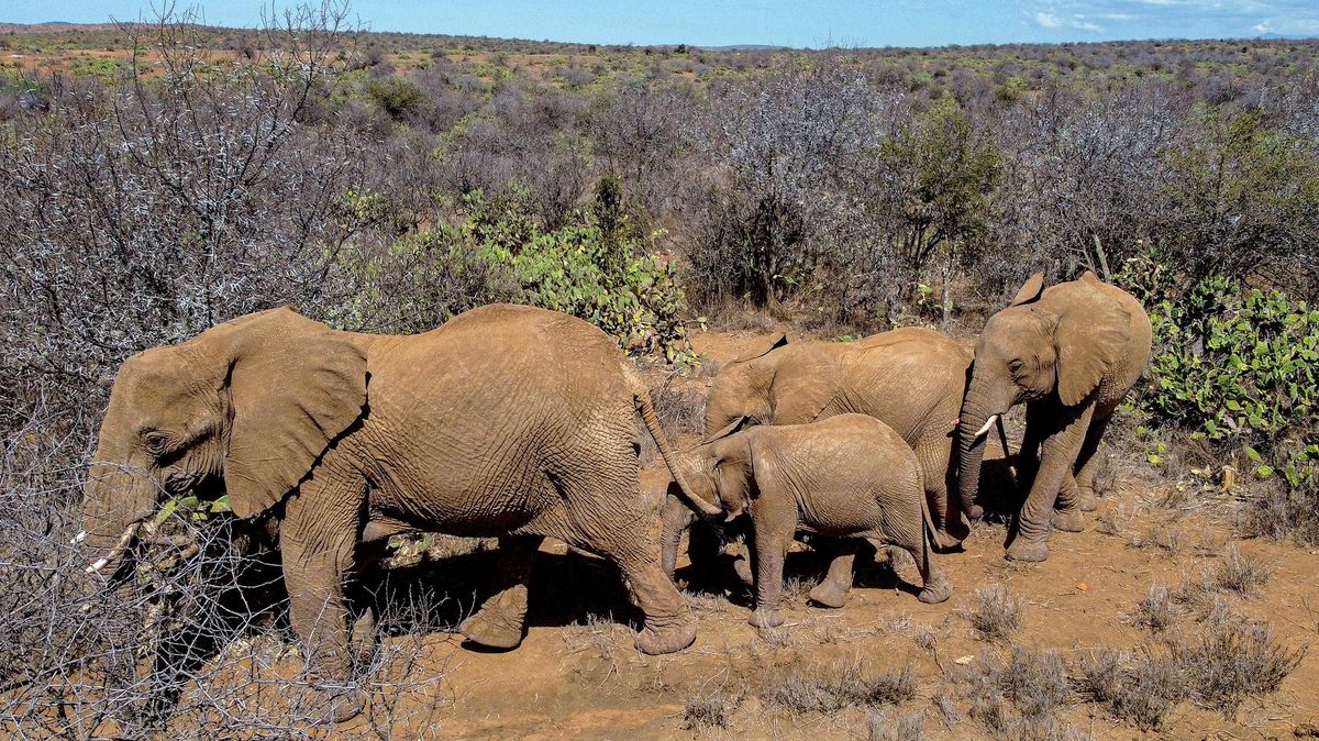 Umírají stovky slonů, pakoňů i zeber. Keňa zažívá ničivé sucho